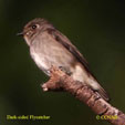 Dark-sided Flycatcher range map