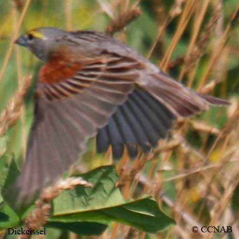 Dickcissel