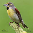 Dickcissel