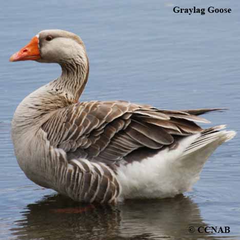 Domestic Graylag Goose