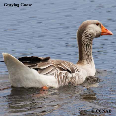 Domestic Graylag Goose