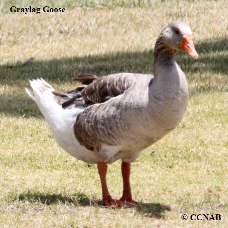 Domestic Graylag Goose