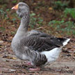 Domestic Graylag Goose range map