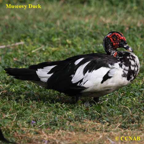 Domestic Muscovy Duck