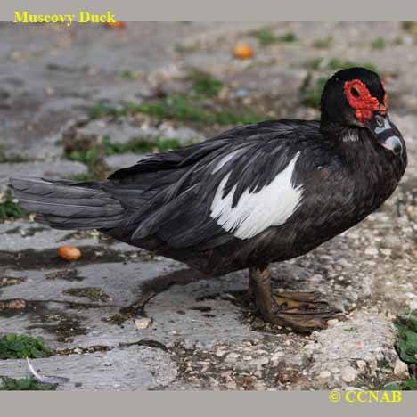 Domestic Muscovy Duck