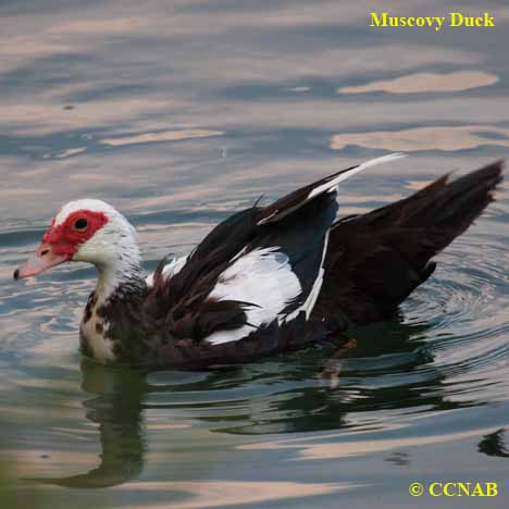 Domestic Muscovy Duck