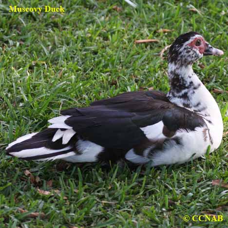 Domestic Muscovy Duck