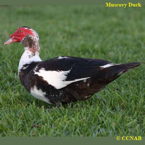 Domestic Muscovy Duck