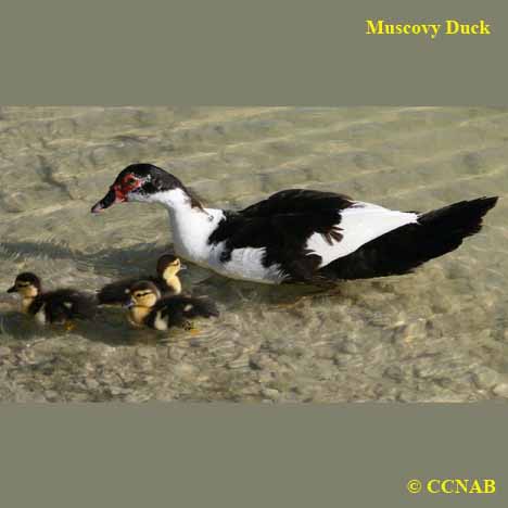 Domestic Muscovy Duck