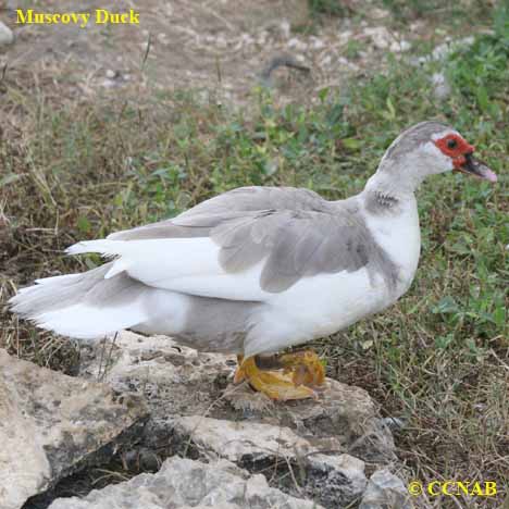 Domestic Muscovy Duck