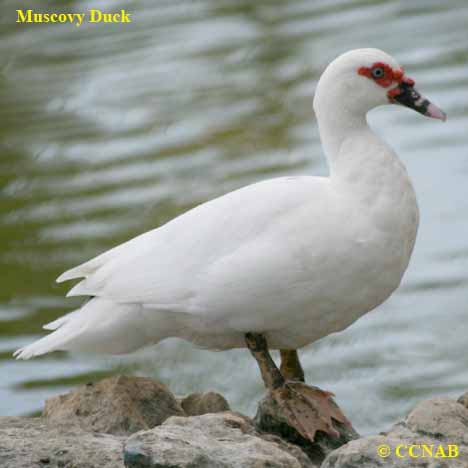 Domestic Muscovy Duck