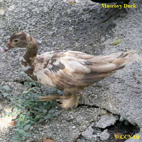 Domestic Muscovy Duck