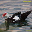 Domestic Muscovy Duck