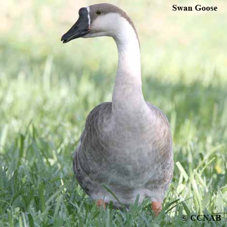 Domestic Swan Goose