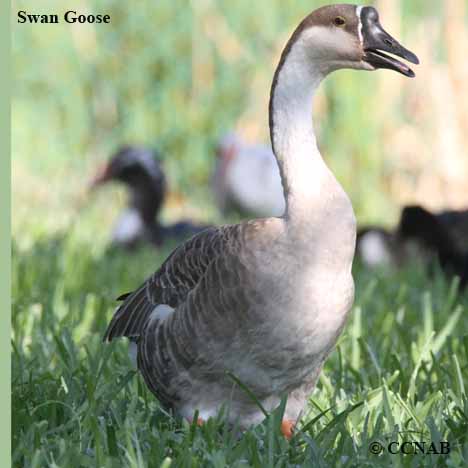 Domestic Swan Goose