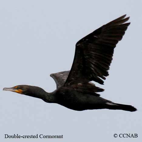 Double-crested Cormorant