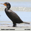 Double-crested Cormorant range map