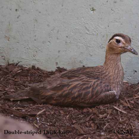 Double-striped Thick-knee