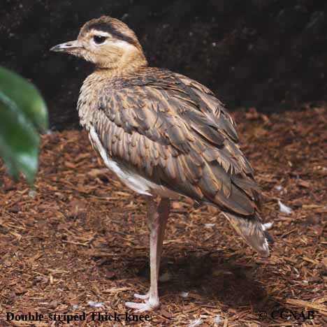 Double-striped Thick-knee