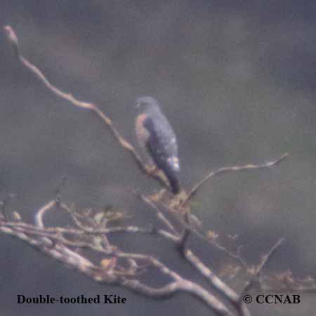 Double-toothed Kite