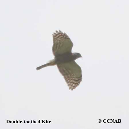 Double-toothed Kite