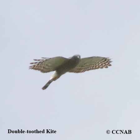CCNAB