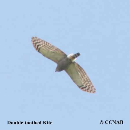 Double-toothed Kite