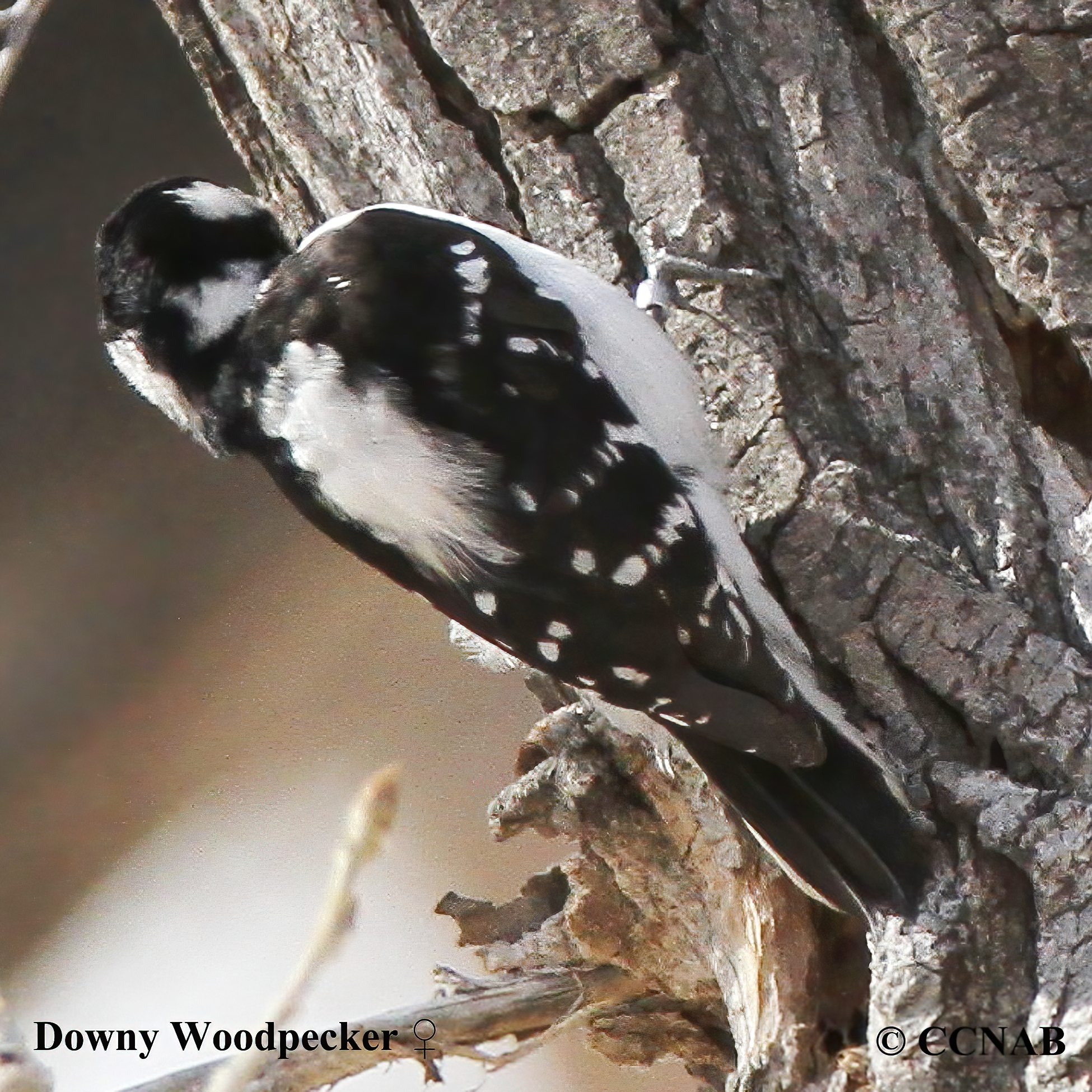 Downy Woodpecker