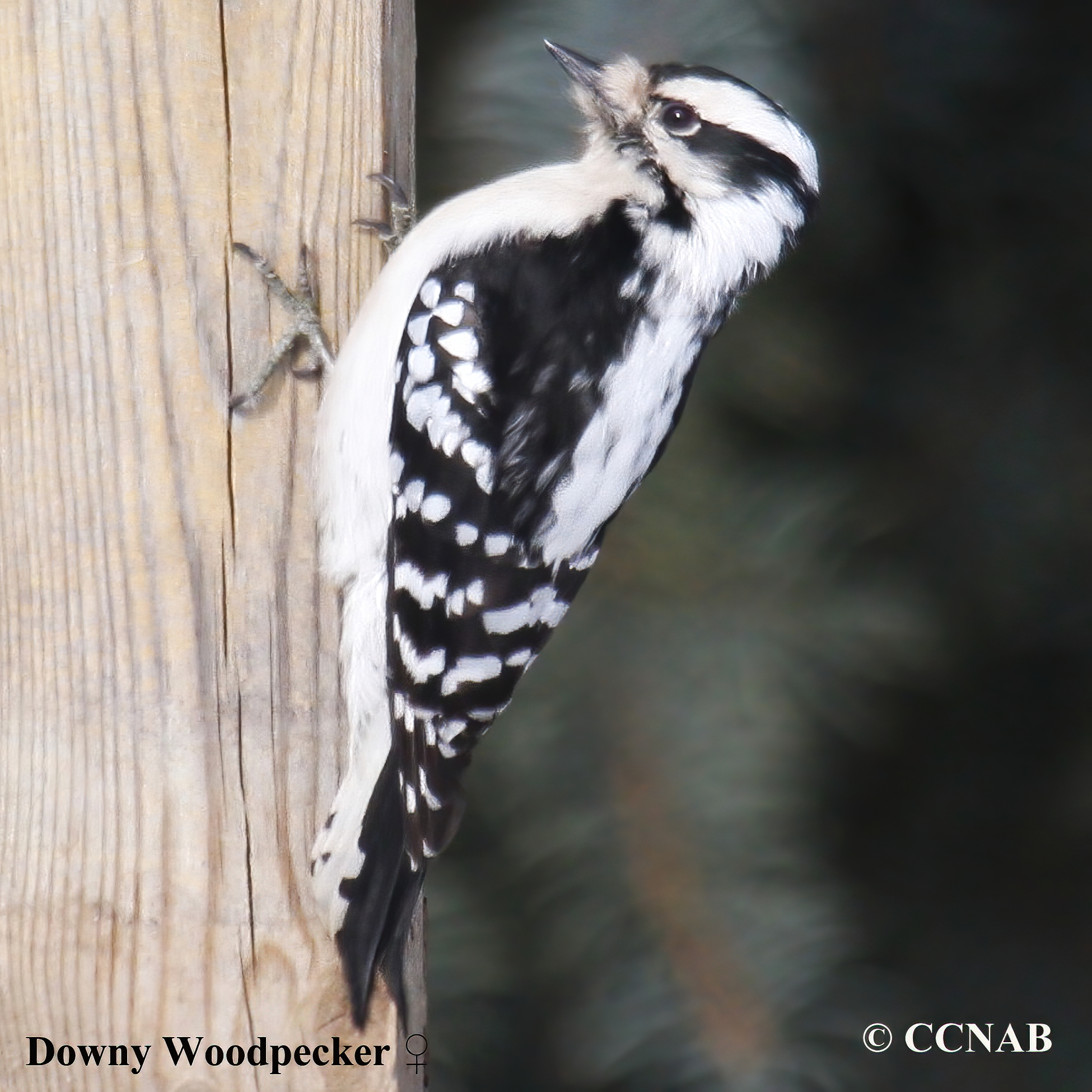 Downy Woodpecker