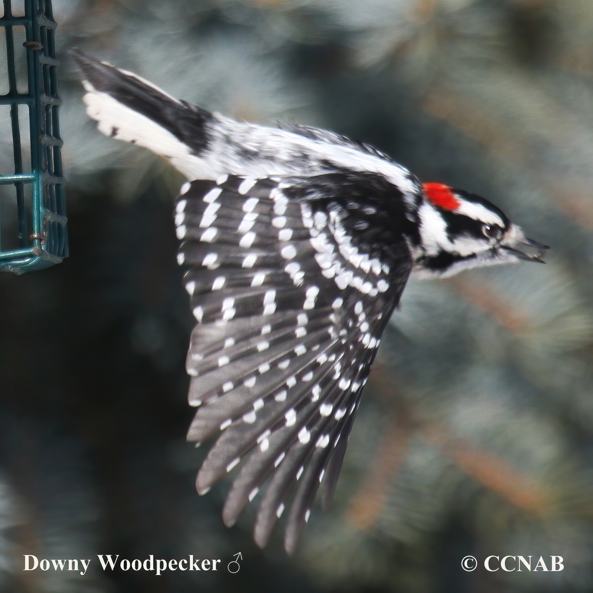 Downy Woodpecker