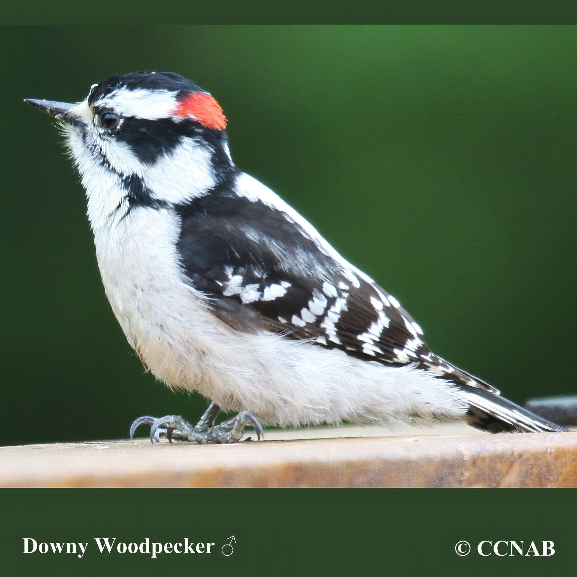 Downy Woodpecker