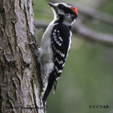 Birds of North America