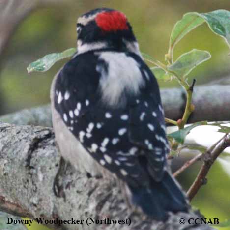 Downy Woodpecker (Pacific Northwest)