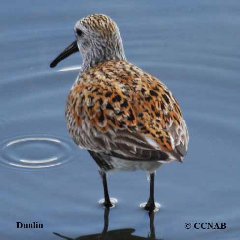 Dunlin (Atlantic)