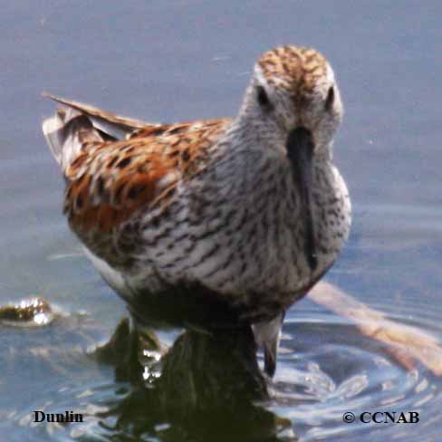 Dunlin (Atlantic)