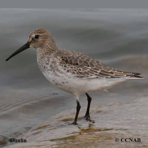 Dunlin (Atlantic)