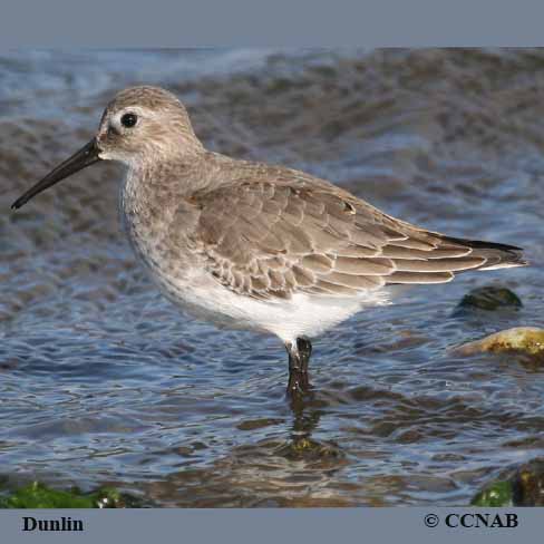 Dunlin (Atlantic)