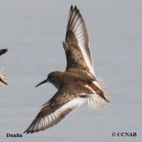 Dunlin (Atlantic)