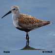 Dunlin (Atlantic)