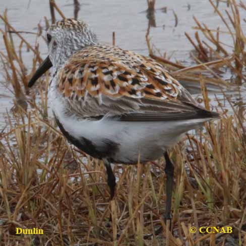sandpipers