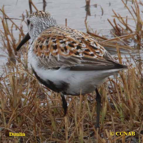 Dunlin.