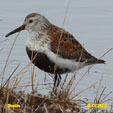 Dunlin (Pacific) range map