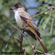 Dusky-capped Flycatcher range map