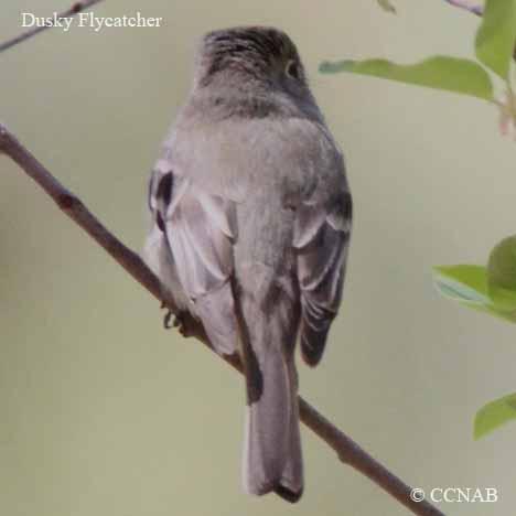 Dusky Flycatcher