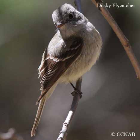 Dusky Flycatcher