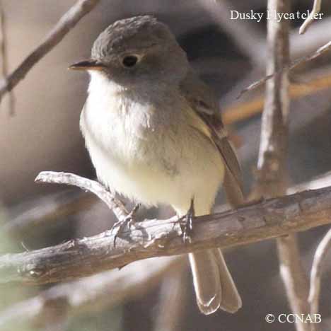 Dusky Flycatcher