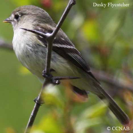 Dusky Flycatcher