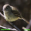 Dusky Flycatcher range map