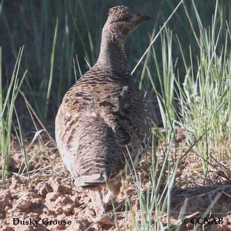 Dusky Grouse