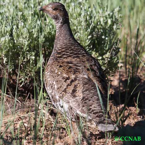 Dusky Grouse